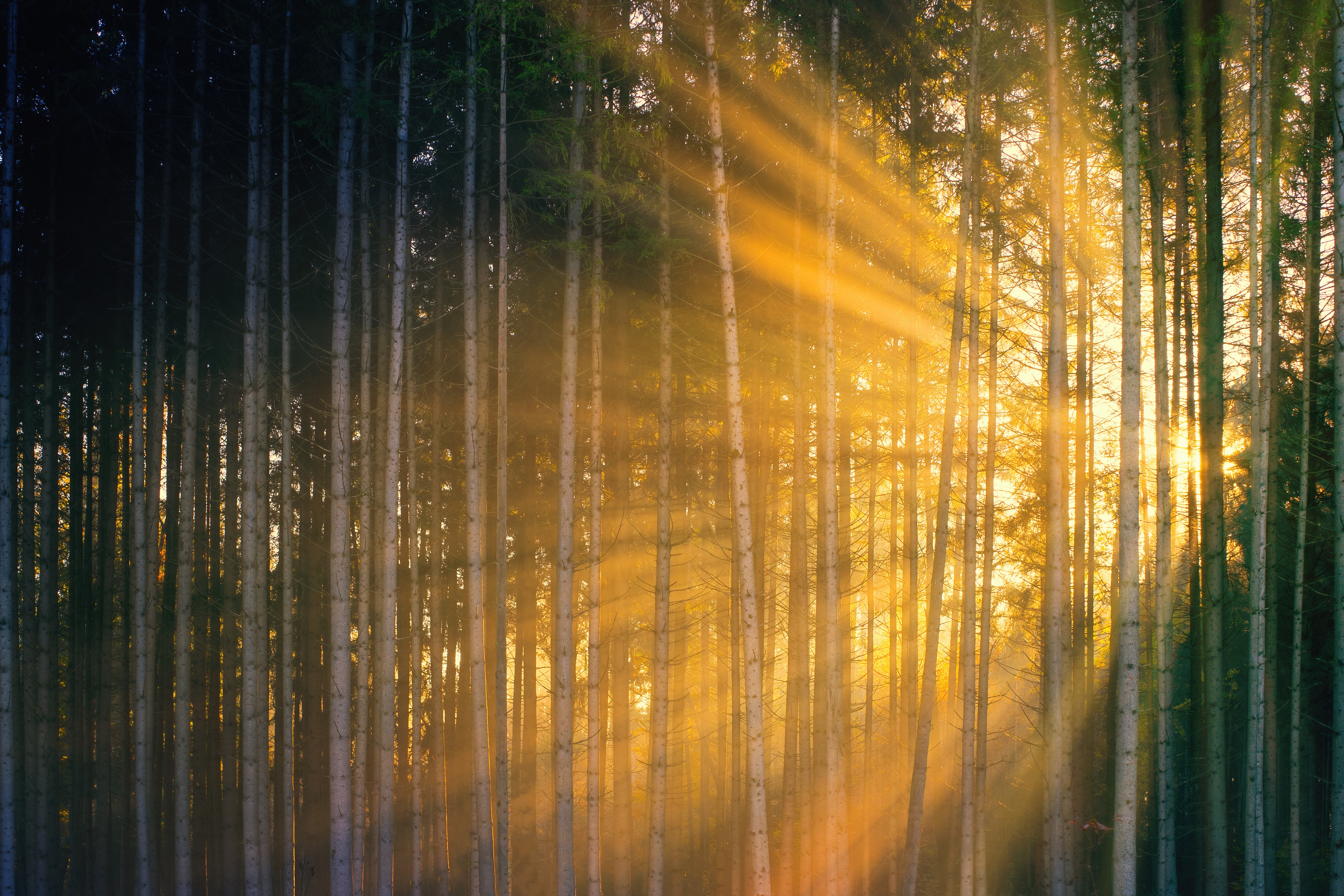 Sun rays shining through trees in forest during sundown